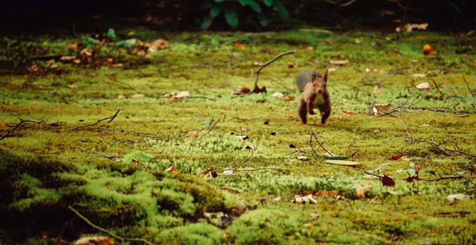 natuurbegraven mos eekhoorn