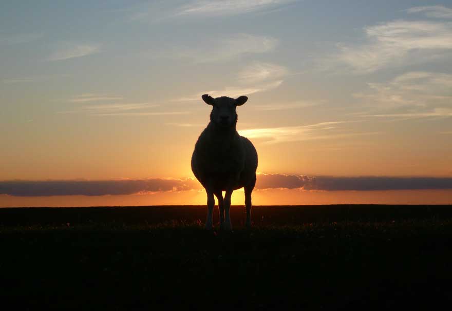 De pijn van samengestelde gezinnen, over ideale zonen en zwarte schapen 